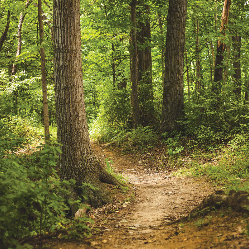 An Image of a worn path through the trees of Hyndburn's Woodlands.