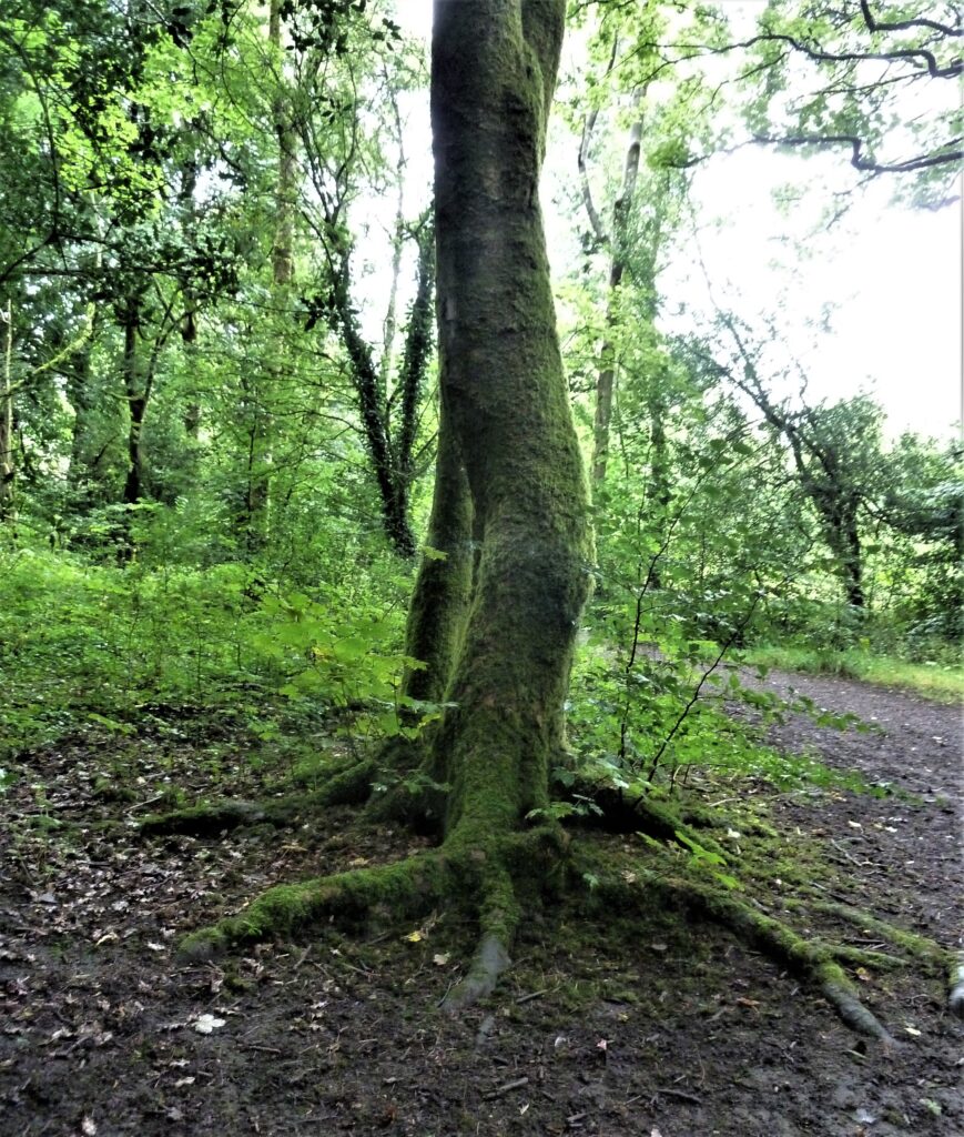 Jack House Nature Reserve - Hyndburn's Woodlands