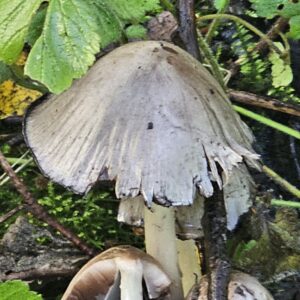 Shaggy Inkcap